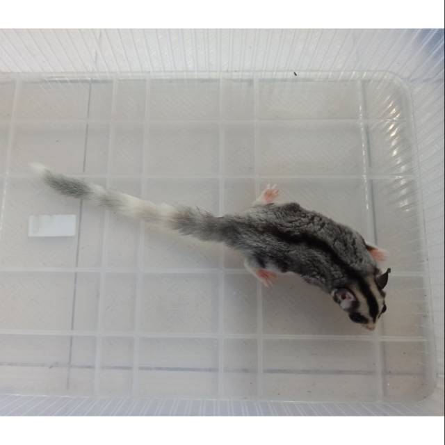 (Free kandang full set) Sugar Glider Mozaic Ringtail