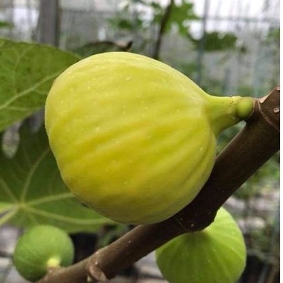 bibit buah tin cangkok kuning jumbo jenis Jin Ao Fen - bibit tin sangat produktif