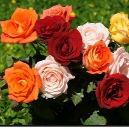 miragrosirpakaianank