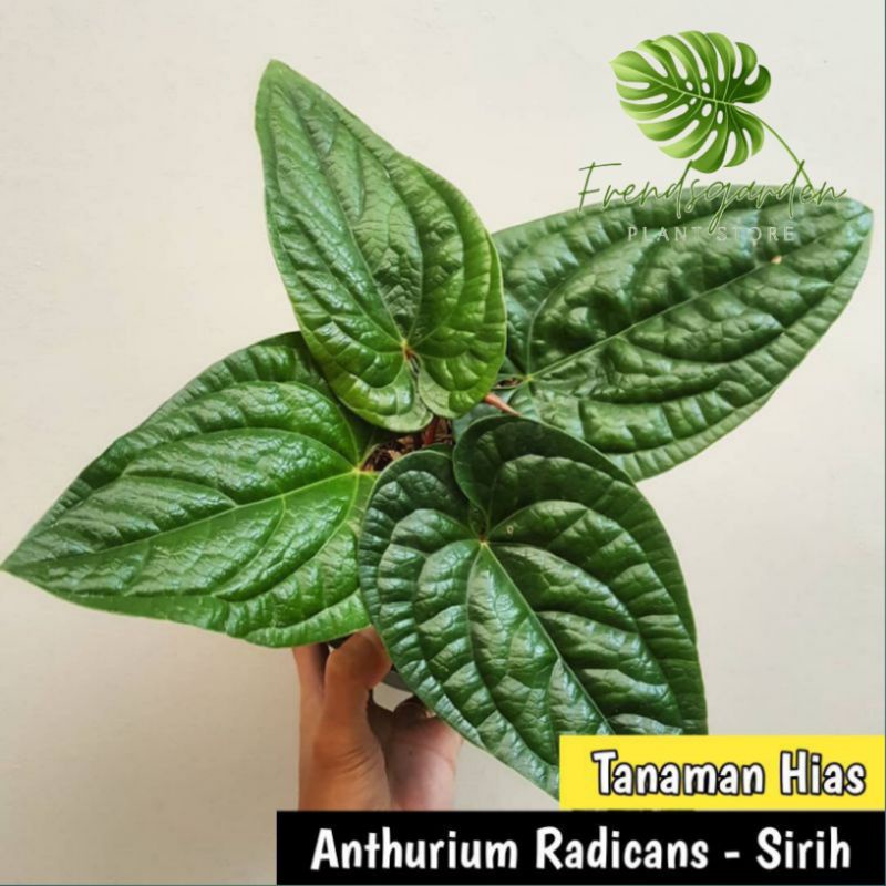 Anthurium sirih