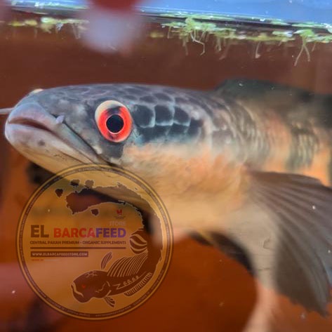 KAYU SECANG SERUT - WALAHIR (Khusus Treatment Ikan) - EL BARCA Feed Pengobatan ikan, karantina, Mengembalikan warna ikan karena stress