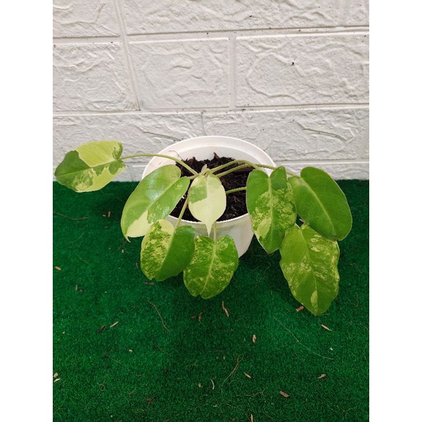 philodendron burlemarx