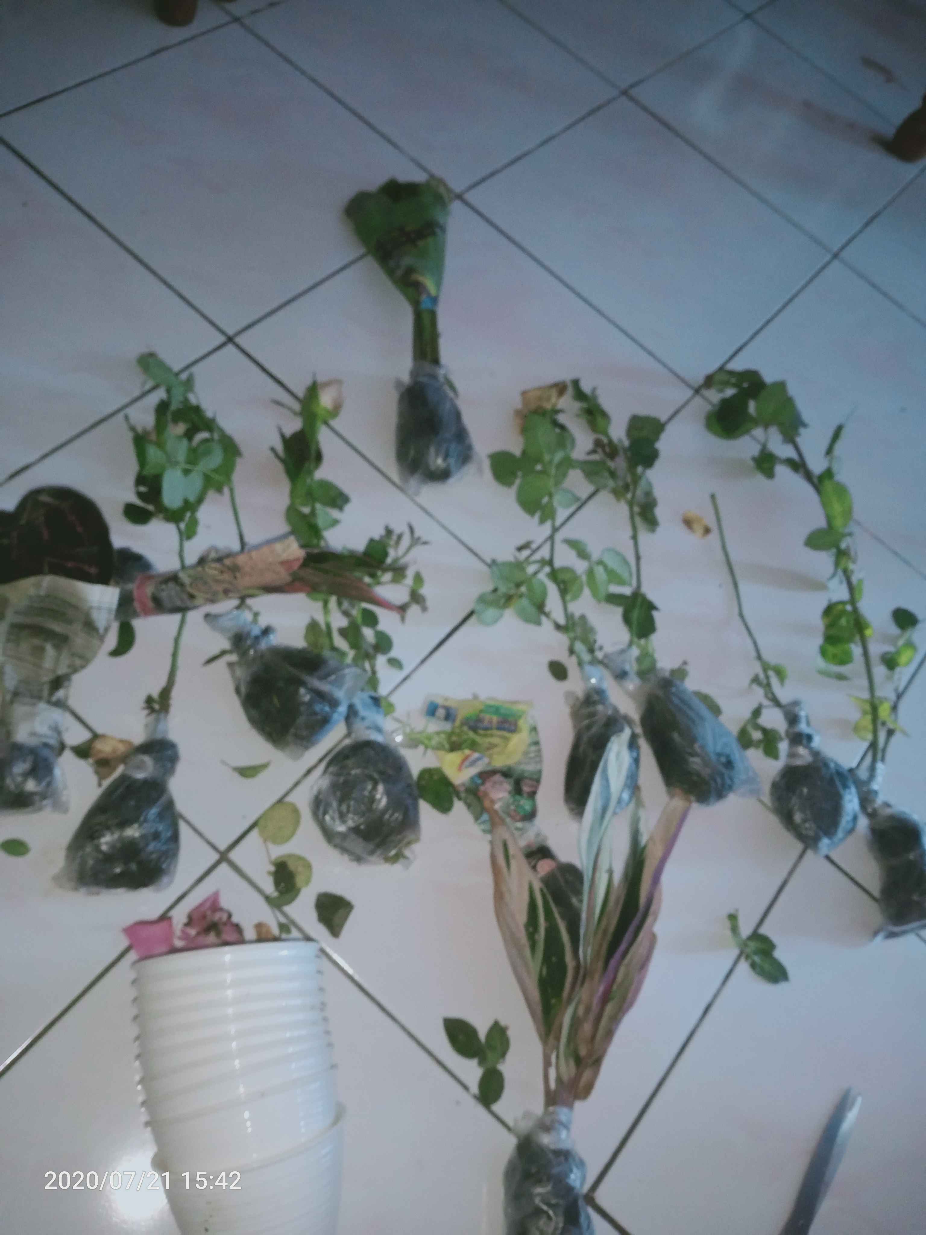 Surat Karantina (khusus Pengiriman  Luar Pulau Jawa)  Harga Per Paket