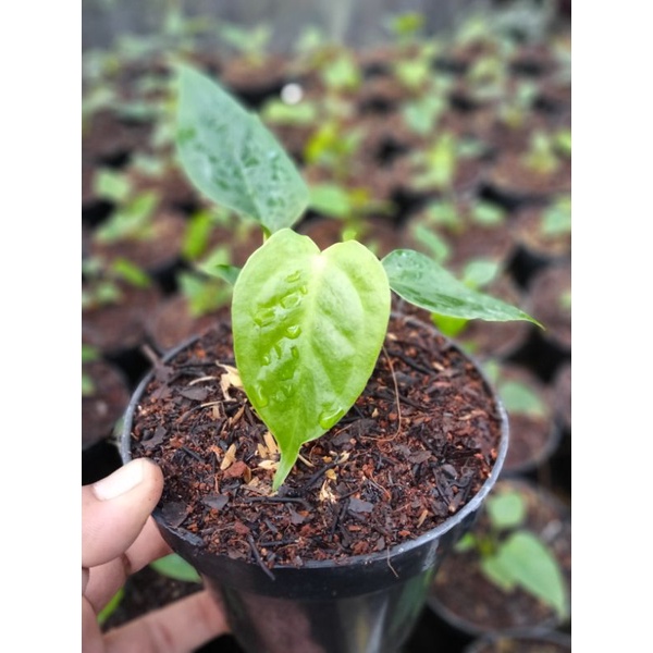 Anthurium veitchii king