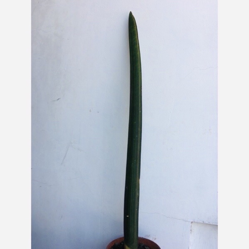 Tanaman Hias Koleksi Sansevieria Hallii Blue