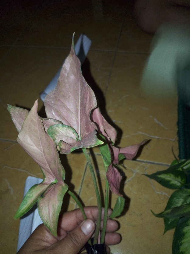 Syngonium neon Robusta - Tanaman Hias Singonium Pink / Indoorplant