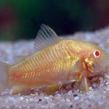 ikan coridoras albino