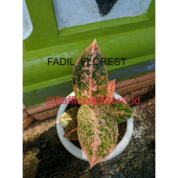 Aglonema Stardust Orange anakan/baby SEED_AGLONEMA