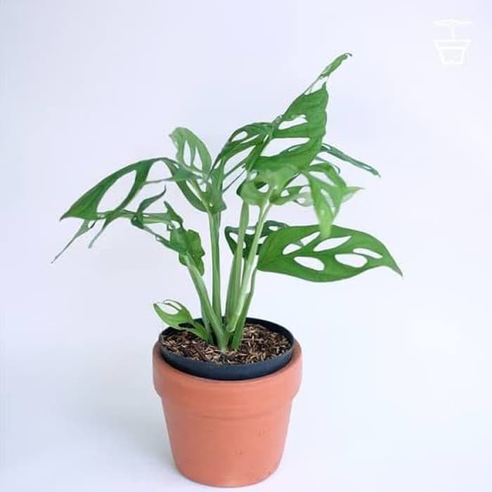 Tanaman Hias Monstera Obliqua - Philodendron swiss - Janda Bolong