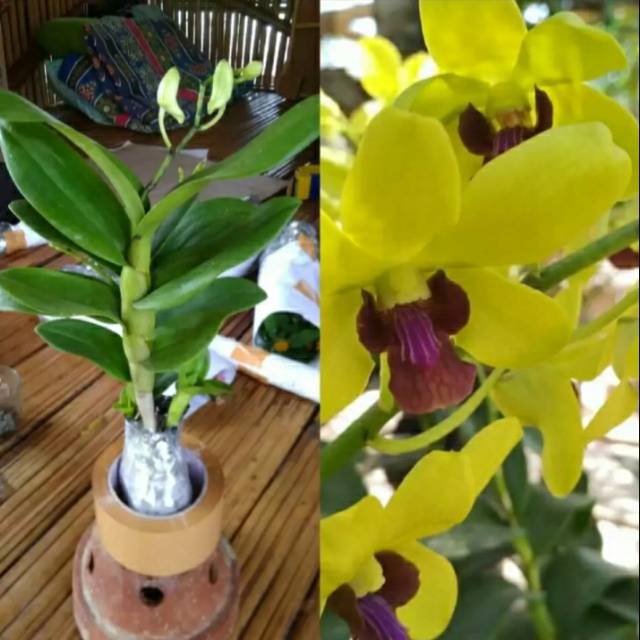 Tanaman Hias Anggrek Dendrobium Dewasa Bunga Kuning - Pohon Anggrek Berbunga Kuning