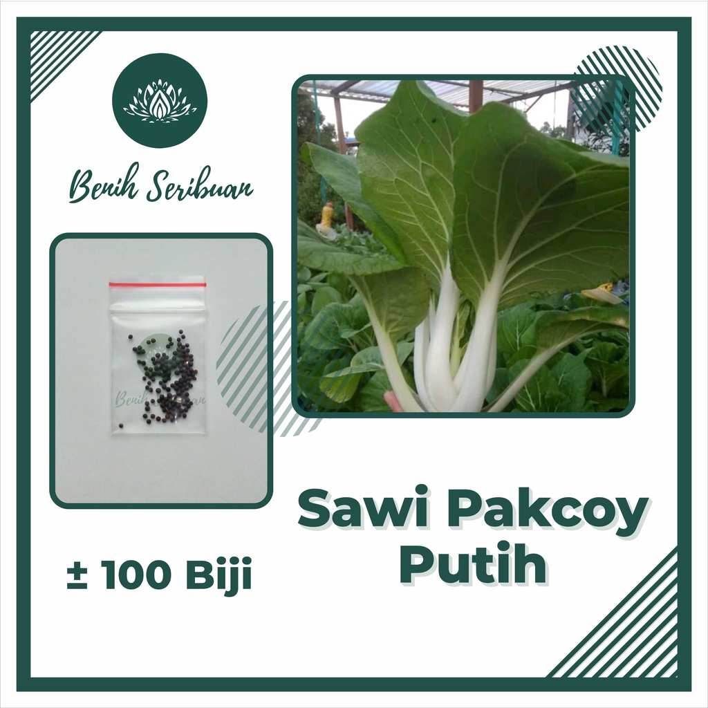 -SAWI PAKCOY PUTIH