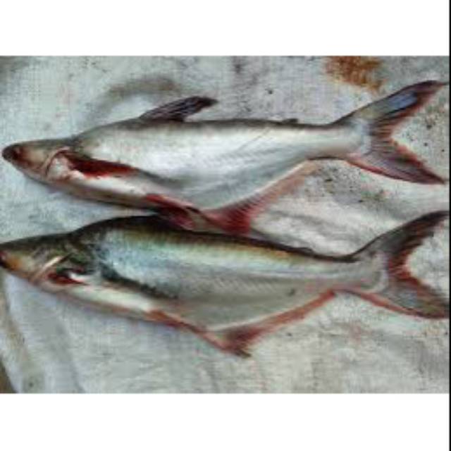 Ikan Patin 1 Kg 1 Ekor Shopee Indonesia