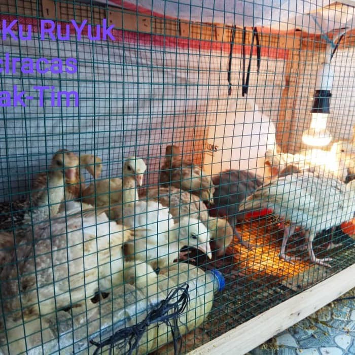 Ayam Kalkun Umur 1 Bulan