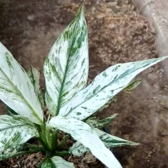 Tanaman hias SEPATU FILUM VARIGATA VARIGATA