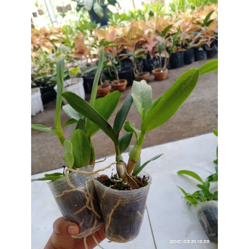 Anggrek Dendrobium Remaja/Dendrobium keriting/Dendrobium melintir/ Anggrek remaja