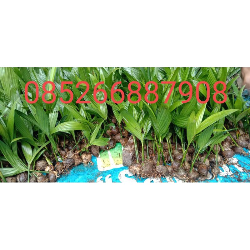 BIBIT PINANG BETARA/PINANG BETARA JAMBI/ CABUTAN