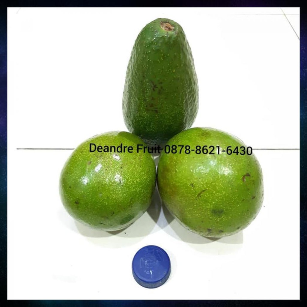 

BUAH ALPUKAT MENTEGA PREMIUM AVOCADO 1KG DIJAMIN AVOCADRON