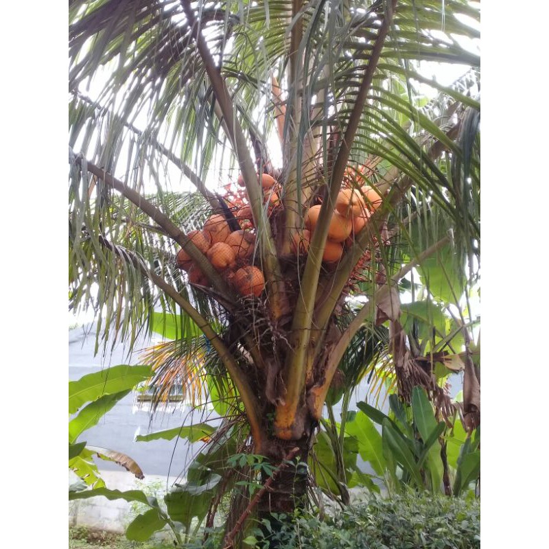 

Buah kelapa gading kuning