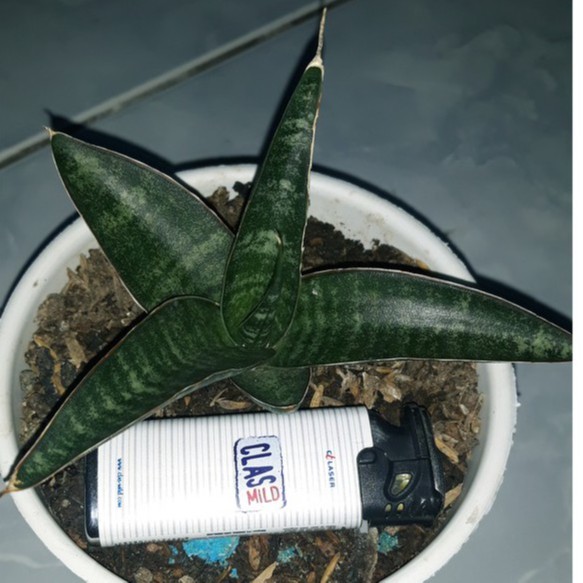 Sanseviera Hybrid Blorong / Sansivera Hybrid Downsi x Cordova