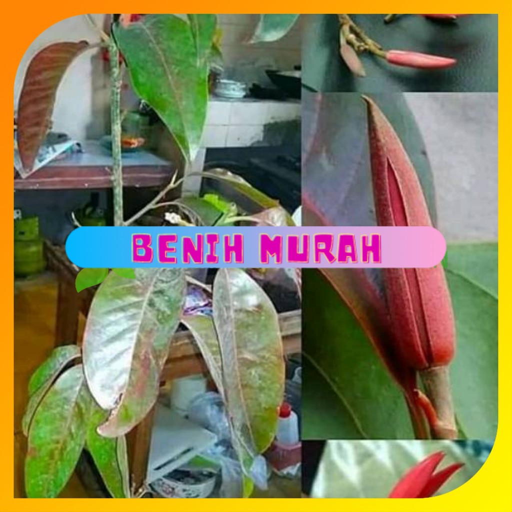 Bibit bunga kantil  merah / ungu langka  okulasi siap berbunga(WISATA FLORA)