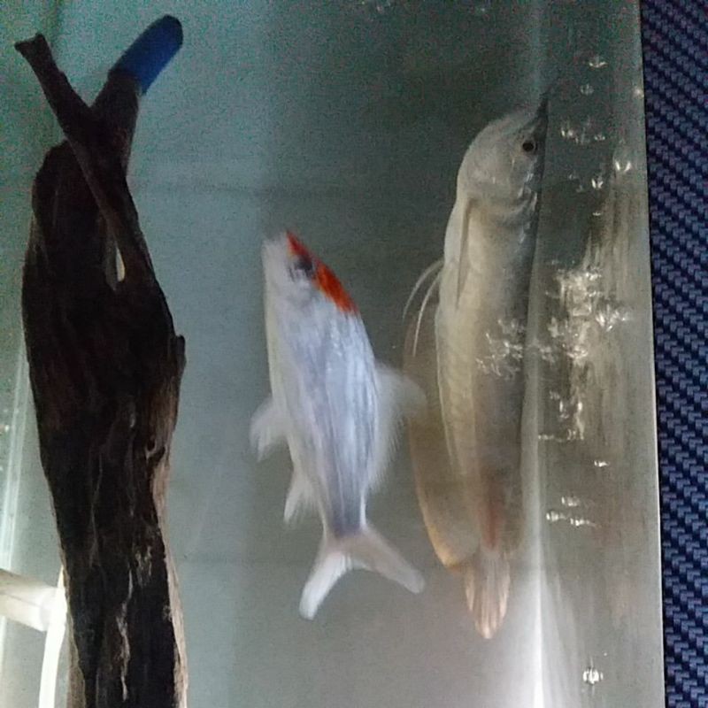 

ikan arowana silver res(brazil)~koi