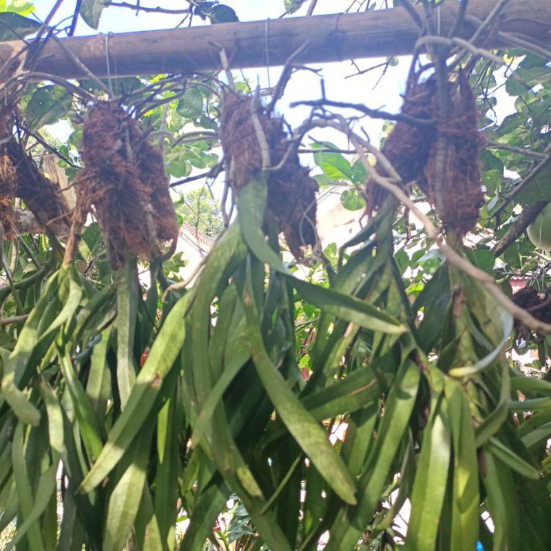 Anggrek Vanda limbata jumbo