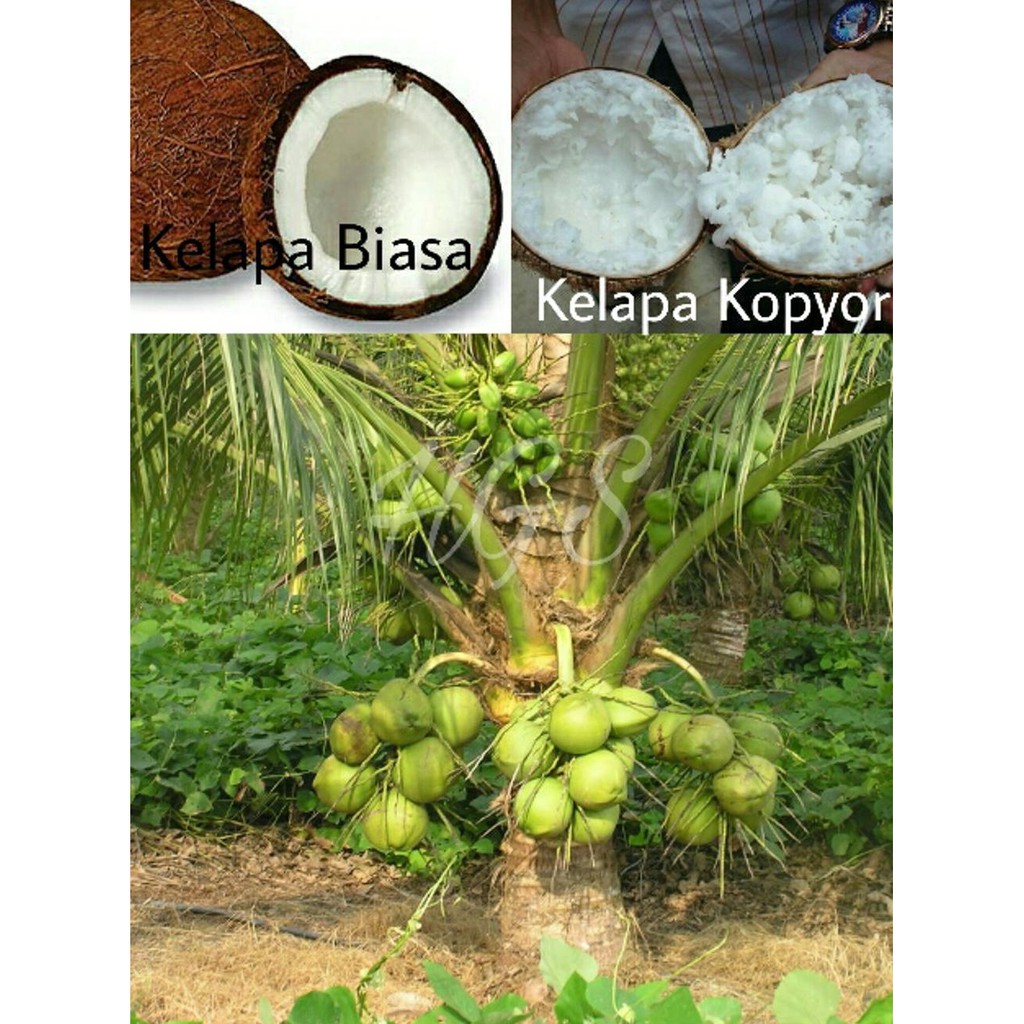 SP2 BIBIT TANAMAN BUAH KELAPA KOPYOR KW A1