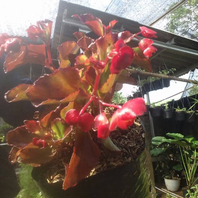 Tanaman hias begonia merah-begonia bunga merah