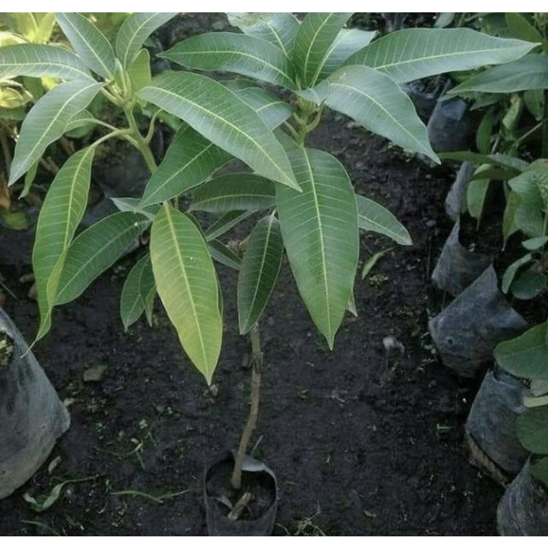 Bibit Mangga Alpukat