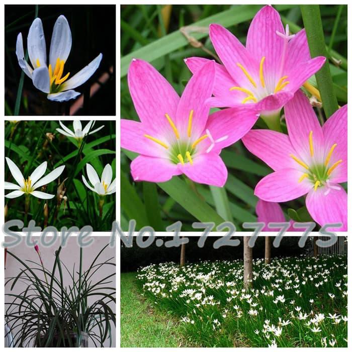 Zephyranthes Murah