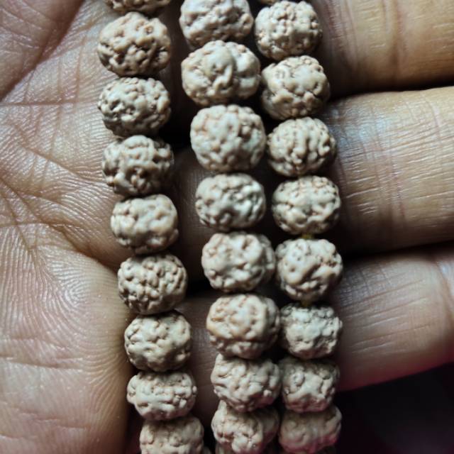 Tasbih Jenitri non Mukhi rudraksha non mukhi
