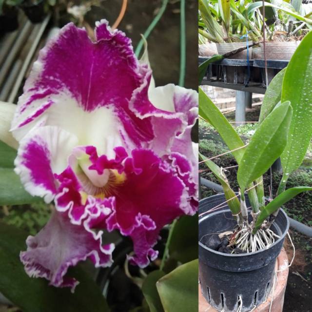 Anggrek cattelya chan hsin jewel