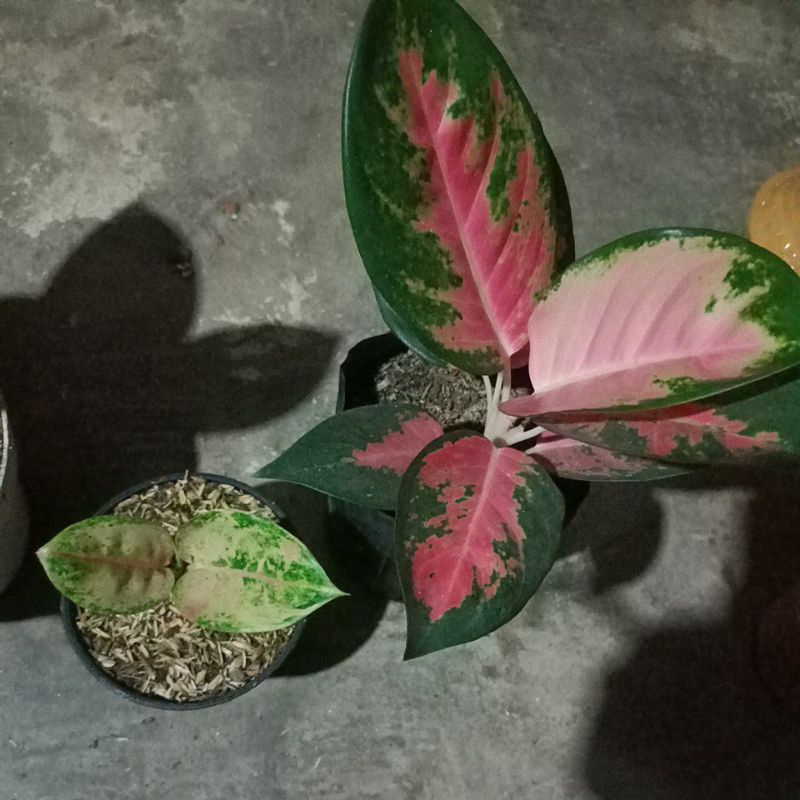 aglaonema paket