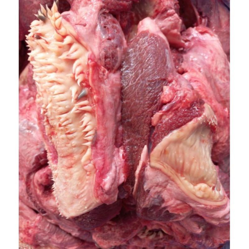 

DAGING CINGUR LIPS DAGING KEPALA MANTUL 500-1KG