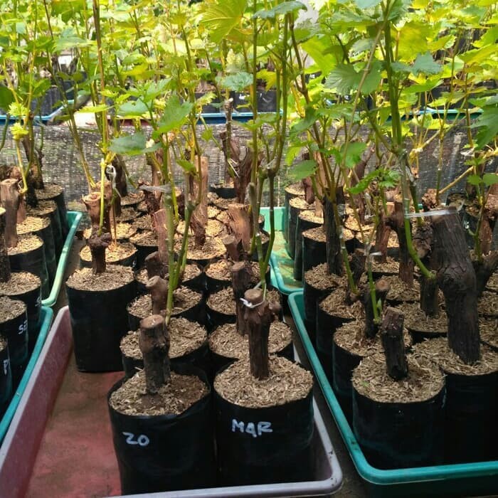 Bibit Anggur Import Nina Queen Hasil Grafting