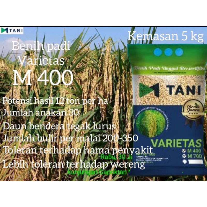 BENIH PADI UNGGUL MURAH ORIGINAL BERSERTIFIKAT M400 MTANI (5KG)