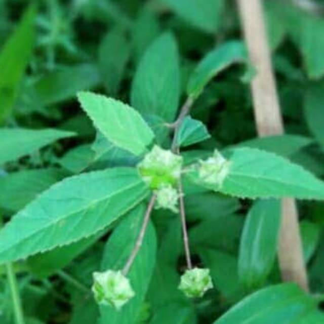 

Jual Daun sidagori 200 gram