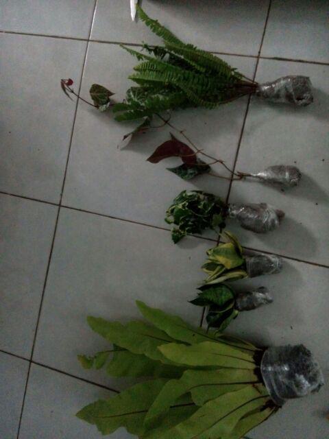 Tanaman Herbal Sirih Merah