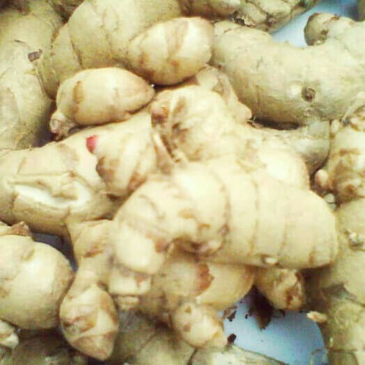 

New Cod temu putih