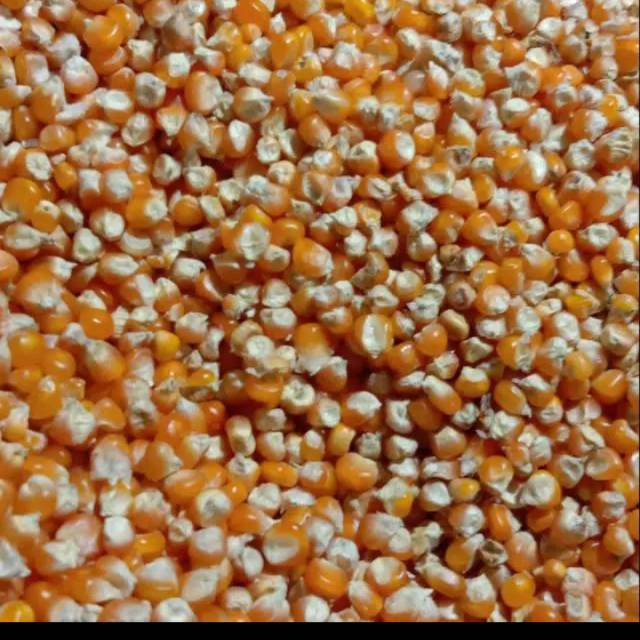 

Jagung Utuh Besar