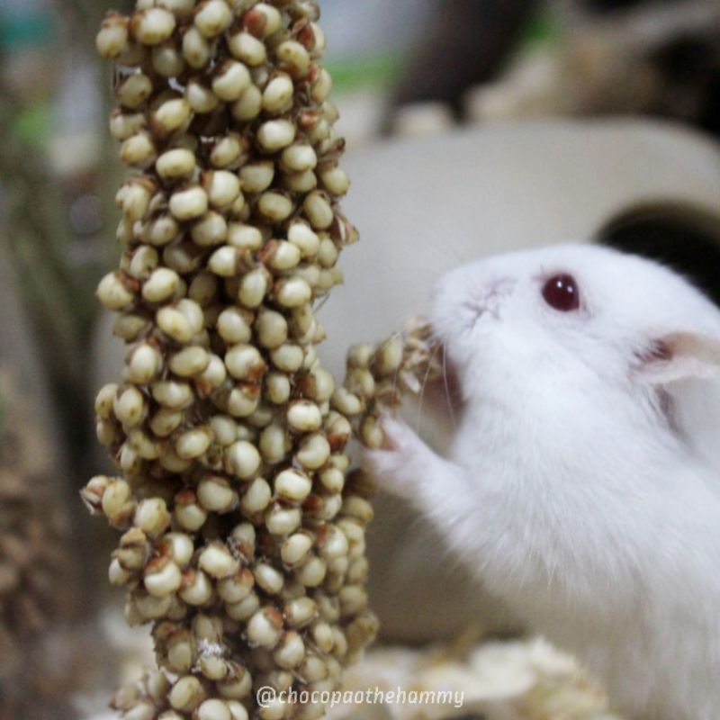 

White Sorghum / organik sorghum/ cemilan hamster | chocopaothehammy