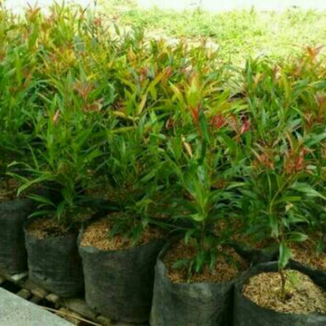 Jual tanaman hias Pucuk merah - pohon pucuk merah | Shopee Indonesia