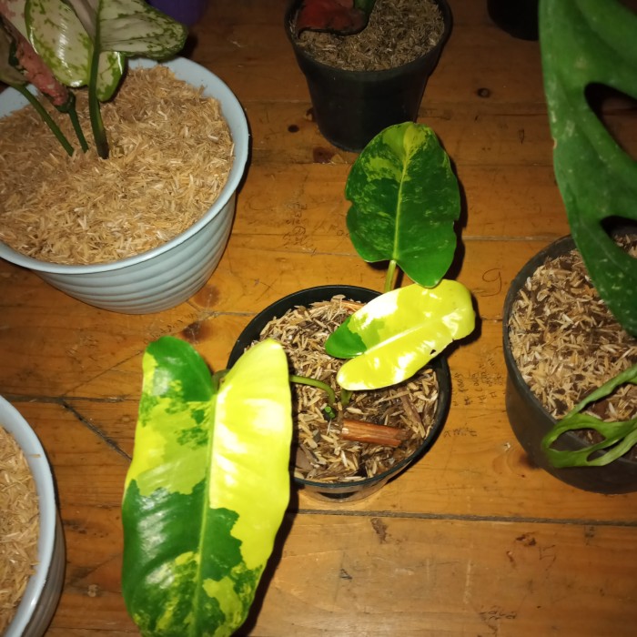 tanaman philodendron burle marx varigata