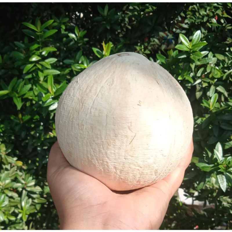 

kelapa kopyor genjah asli KAB. PATI SIZE M