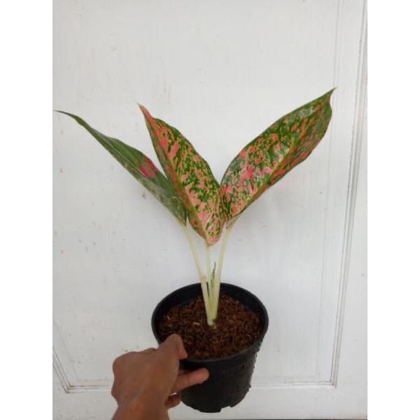 Aglonema kochin regina 3 daun