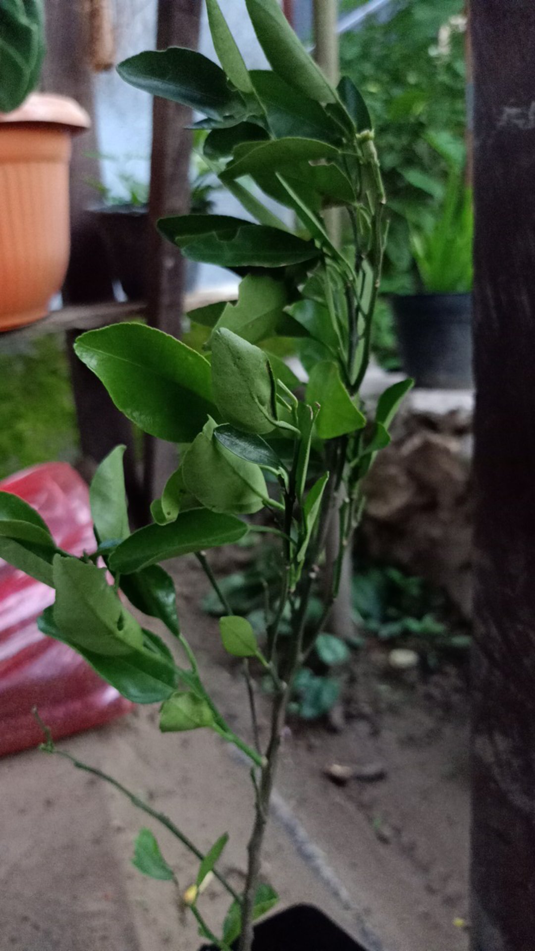Bibit Tanaman Buah Jeruk Santang Madu Berbuah
