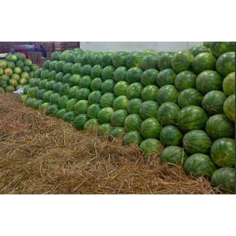 

Buah Semangka