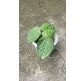 syngonium frosted heart