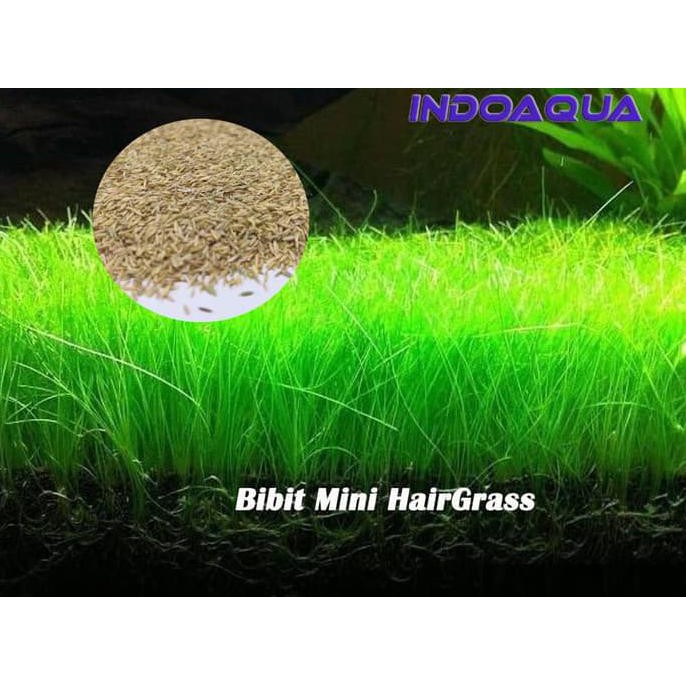 Pusat Benih Tanaman Tanaman Aquascape Hairgrass Bibit Tanaman