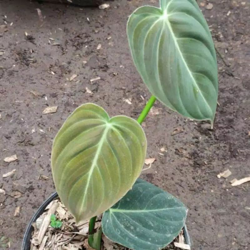 tanaman hias philodendron mican micans murah melano mican